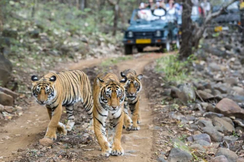 Jaipur Ranthambore Tour